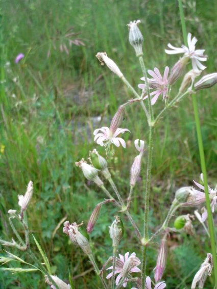 Hadena sp.